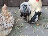 Pekin Dværg — foto 4
