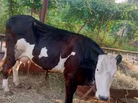 公牛, Holstein breed — 照片 2