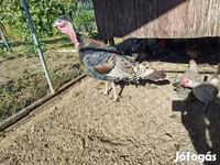 Turkeys — عکس 2