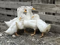 Ducks — foto 5