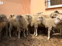 Beran, Ile-de-France sheep — foto 1