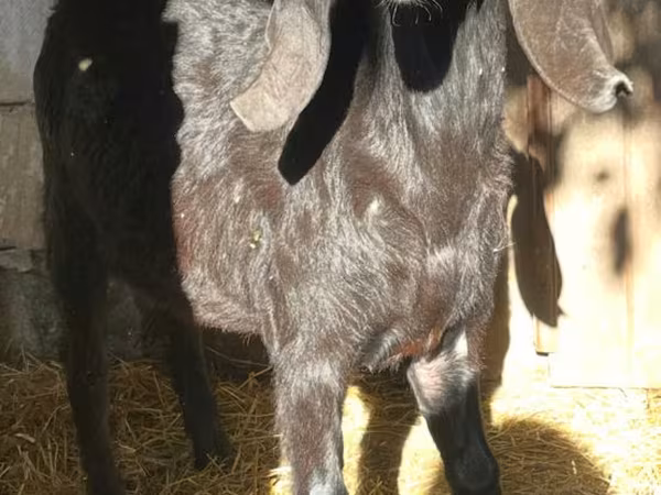 Kozel, Kamori goats