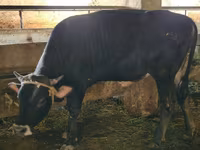 Tyre, Swiss cattle — foto 4