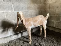 ছাগী, Nubian Goat — ছবি 2