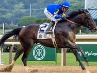 Kůň, Thoroughbred horse — foto 6