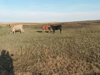 Kuh, Aberdeen-Angus — Foto 3