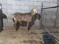 Koç, Arashan sheep — foto 7