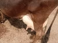 Lembu betina, Cattle — foto 1