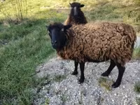 Schaap, Ouessant sheep — foto 1
