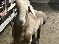 Cừu đực, Arashan sheep — ảnh 1