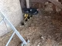 Ducks — foto 4
