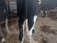 Bull, Russian Black pied cattle — photo 3