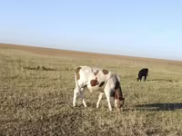گاو نر, Simmental cattle — عکس 2