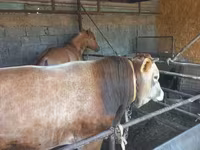 گاو نر, Swiss cattle — عکس 6