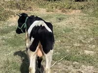 Lembu ternakan (lot, jantina tidak dinyatakan), Russian Black pied cattle — foto 4