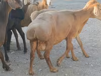 میش, گوسفند — عکس 2