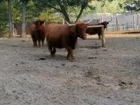 วัวตัวเมีย, Highland — รูปภาพ 2