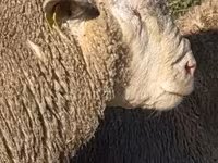 숫양, Ile-de-France sheep — 사진 2
