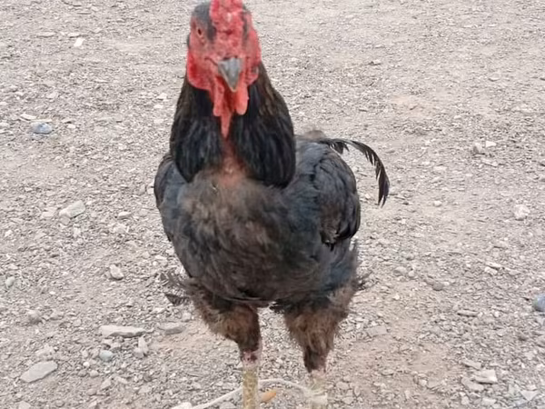 Chickens