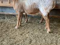 میش, Arashan sheep — عکس 5