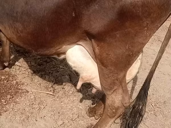 Lembu betina, Cattle