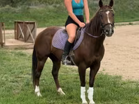 母马, Quarter Horse — 照片 4