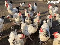 ساسکس — عکس 8
