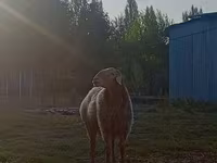Овен, Rhon sheep — снимка 5