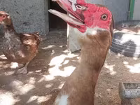 Ducks — foto 7