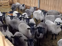 Ram, Romanov sheep — photo 5