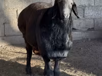 Montone, Arashan sheep — foto 4
