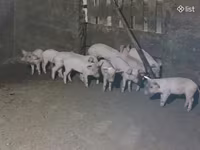 Verro, Cerdos — foto 3