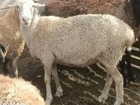 ஆண் ஆடு, ஆடுகள் — புகைப்படம் 4