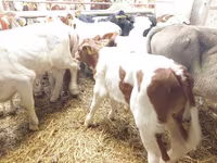 Býk, Simmental cattle — foto 2