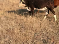 Корова, Simmental cattle — фото 1