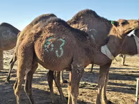 شتر نر, Arvana camel — عکس 2