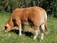 ወንድ በሬ, Limousin cow — ፎቶ 4