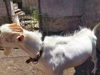 بکرا, Saanen goat — تصویر 5