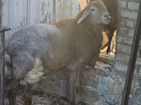 Vædder, Arashan sheep — foto 3