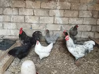 Australorp — zdjęcie 2