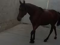 Mare, Anglo-Arabian — photo 5