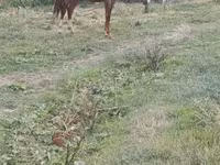 Mare, Horses — photo 2