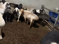 Wad, Sheep — sawirka 3