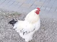 Chickens — photo 3