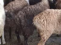 Ram, Schapen — foto 4