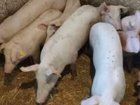 แม่สุกร, หมู — รูปภาพ 6