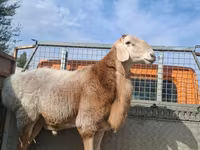 Widder, Edilbay sheep — Foto 5