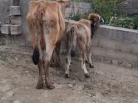ძროხა, მსხვილფეხა რქოსანი — ფოტო 3
