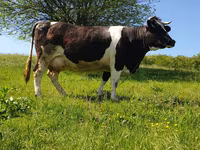 Tjur, Holsteinrasen — foto 1
