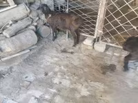 بز نر, بز — عکس 3
